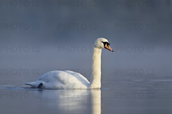 Mute swan (Cygnus olor), swimming in the morning light on the Flachsee, nature reserve, Reusstal, Freiamt, Canton Aargau, Switzerland