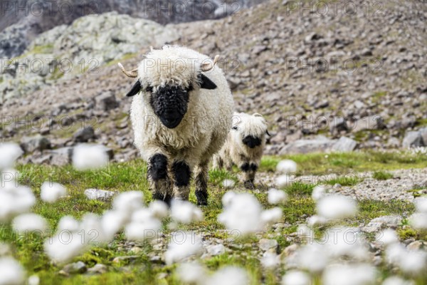 Two Valais Blacknose sheep (Ovis gmelini aries), in meadow with flowering white cotton grass, high alpine mountain valley, Obere Senner Egete, Stubai Alps, near Ridnaun, South Tyrol, Italy