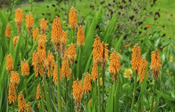 Torch lily (Kniphofia), also known as rocket flower, Netherlands