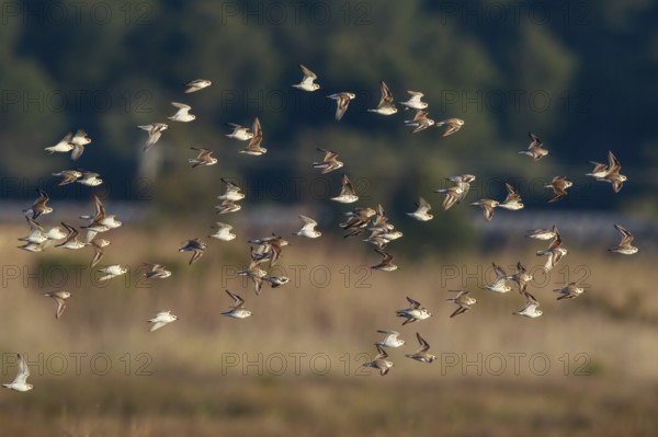 Kentish Plover (Charadrius alexandrinus) group flying, Mallorca, Spain