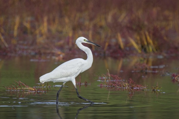 Little Egret (Egretta garzetta) foraging, Croatia