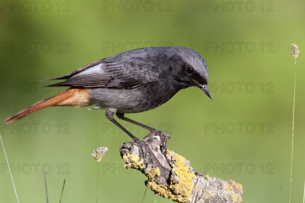 Black Redstart (Phoenicurus ochruros) male, St. Gallen, Switzerland