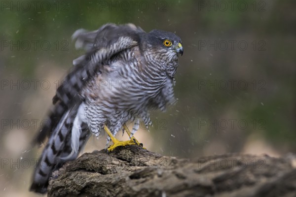 Eurasian Sparrowhawk (Accipiter nisus) shaking feathers, Subotica, Serbia