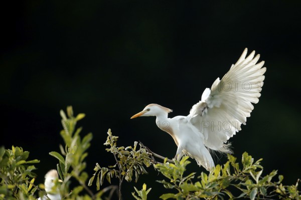 Western Cattle Egret (Bubulcus ibis), Lombardy, Italy
