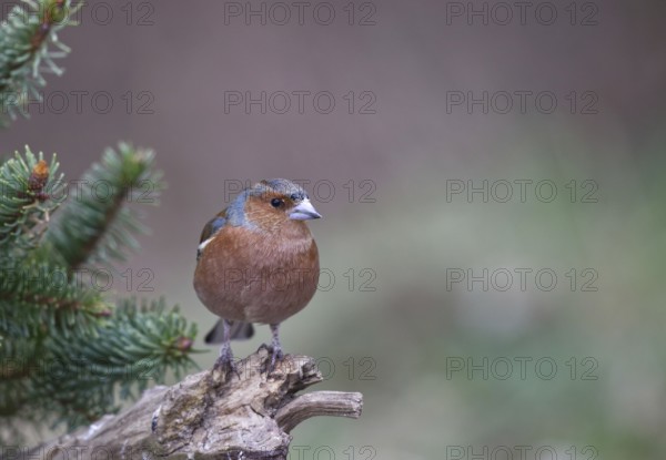 Common Chaffinch (Fringilla coelebs) male, North Rhine-Westphalia, Germany