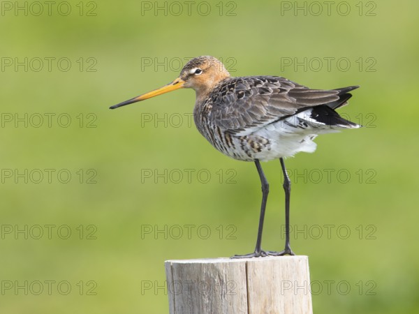 Black-tailed Godwit (Limosa limosa) perched on a pale, Texel, Netherlands