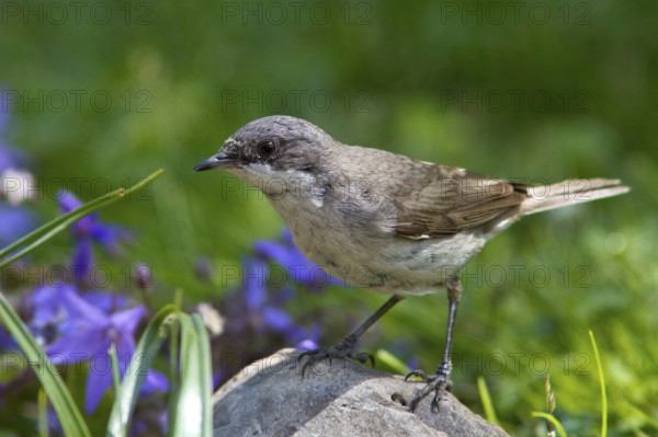 Lesser Whitethroat (Sylvia curruca) perched on a stone, Mecklenburg-Western Pomerania, Germany