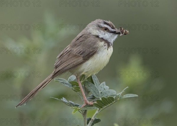 Black-chested Prinia (Prinia flavicans) perched on a branch with insect in beak, Namibia
