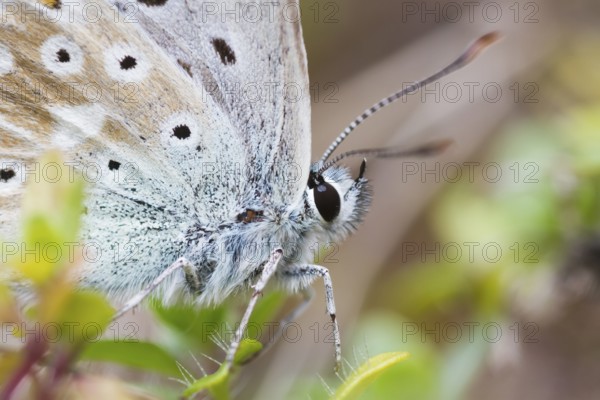 Polyommatus coridon - Chalk-hill Blue - Silbergrüner Bläuling, Switzerland (Ticino), imago
