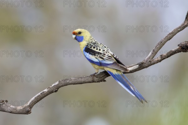 Yellow Rosella (Platycercus elegans flaveolus) male, Victoria, Australia