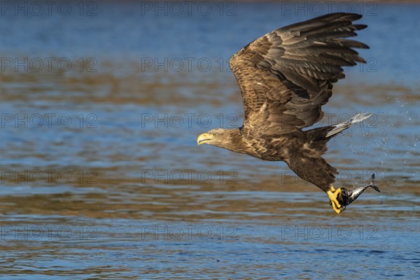 White-tailed Eagle (Haliaeetus albicilla) hunting, Norway