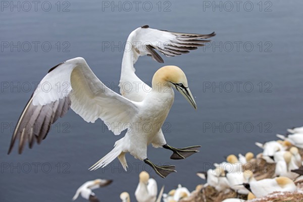 Northern Gannet (Morus bassanus) flying, Schleswig-Holstein, Germany
