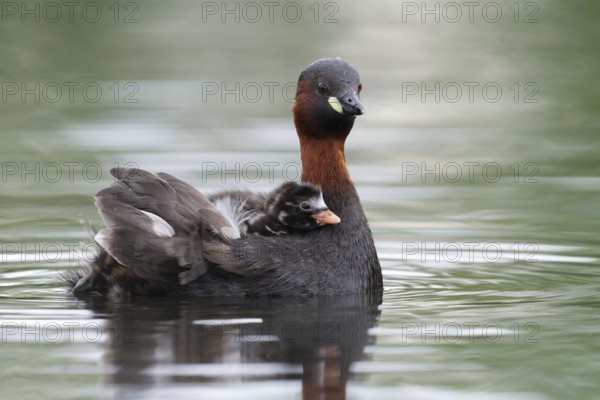 Little Grebe (Tachybaptus ruficollis) with chick, Saxony, Germany