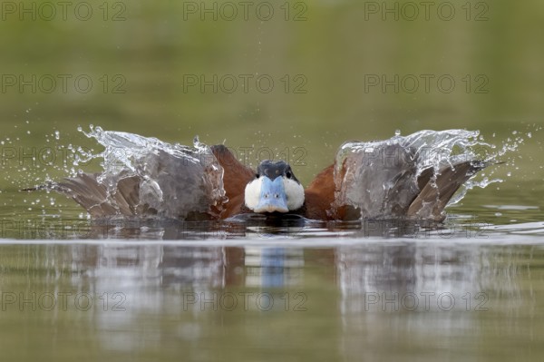 Ruddy Duck (Oxyura jamaicensis) male, British Columbia, Canada
