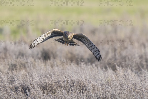 Hen Harrier (Circus cyaneus) female flying, Netherlands