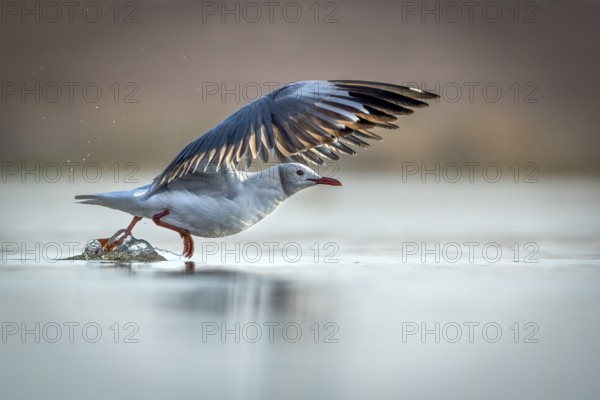 Grey-headed Gull (Chroicocephalus cirrocephalus) taking flight, Gauteng, South Africa