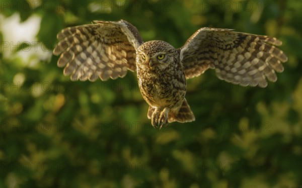 Naturfotografie Sylvia & Olaf Rentzsch