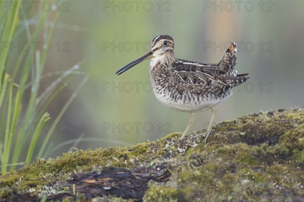 Wilson's Snipe (Gallinago delicata), British Columbia, Canada