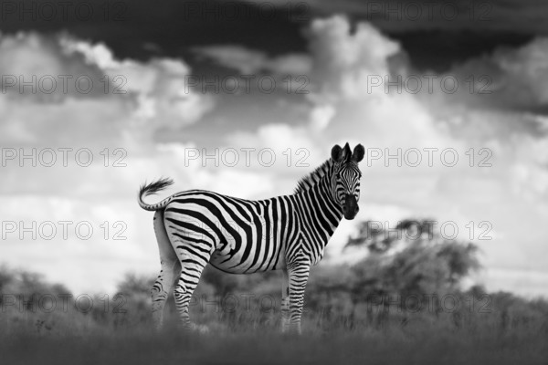 Black and white art photo. Zebra with dark storm sky. Burchell's zebra, Equus quagga burchellii, Nxai Pan National Park, Botswana, Africa. Wild animal on the meadow. Wildlife nature, African safari