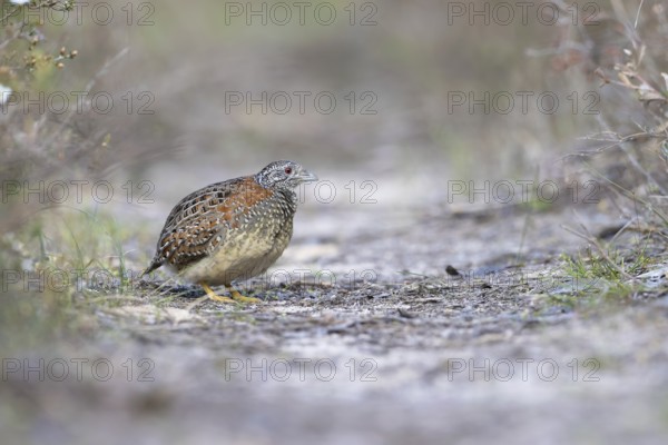 Painted Buttonquail (Turnix varius) female perched on the ground, Victoria, Australia