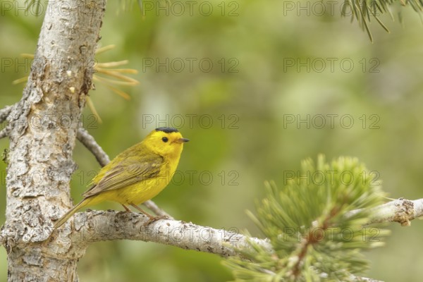 Wilson's Warbler (Cardellina pusilla) male, California, USA
