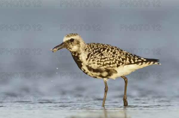 Grey Plover (Pluvialis squatarola), Texas, USA