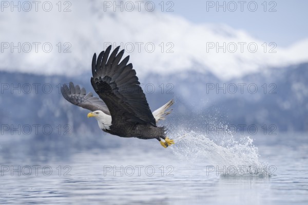 Bald Eagle (Haliaeetus leucocephalus) hunting, with fish prey in its claws, Alaska, USA