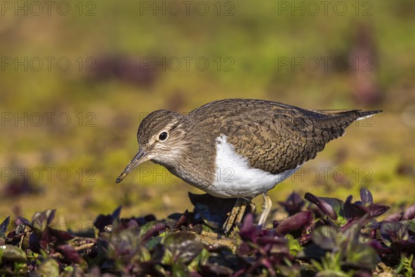 Common Sandpiper (Actitis hypoleucos), North Rhine-Westphalia, Germany