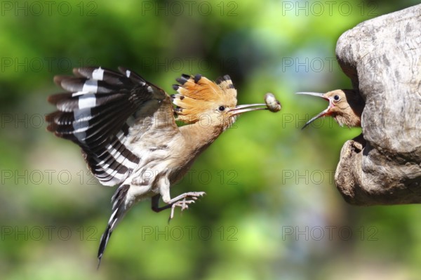 Eurasian Hoopoe (Upupa epops) feeding chick in breeding cavity, Saxony-Anhalt, Germany