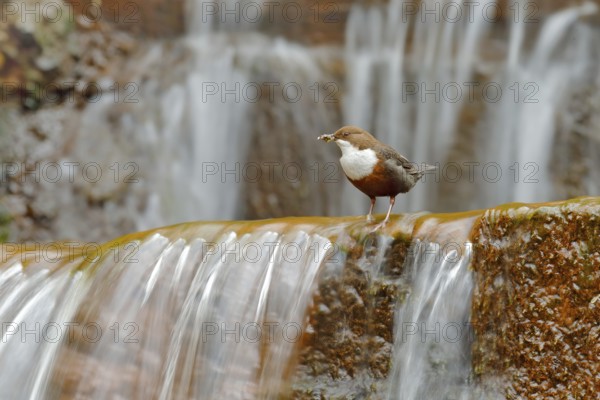 White-throated Dipper, Cinclus cinclus, brown bird with white throat in the river, waterfall in the background, animal behavior in the nature habitat, with food in the bill, nesting time, wildlife Germany