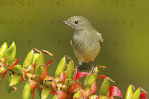 Glossy Flowerpiercer, Diglossa lafresnayii, female, bird with curved bill sitting on the orange red flower, nature habitat, exotic animal from Costa Rica