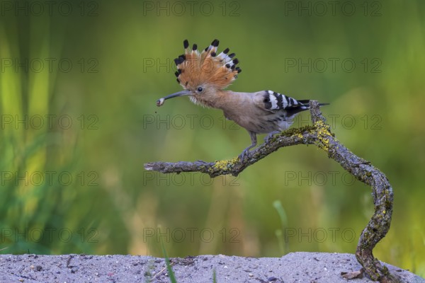 Eurasian Hoopoe (Upupa epops) with food in beak, Saxony-Anhalt, Germany