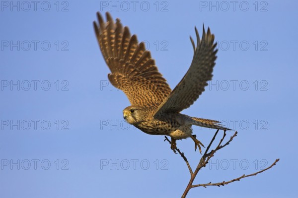 Common Kestrel (Falco tinnunculus) female, Rhineland-Palatinate, Germany
