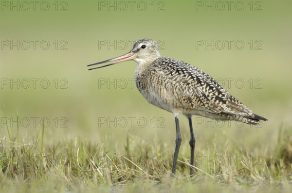 Marbled Godwit (Limosa fedoa), Texas, USA