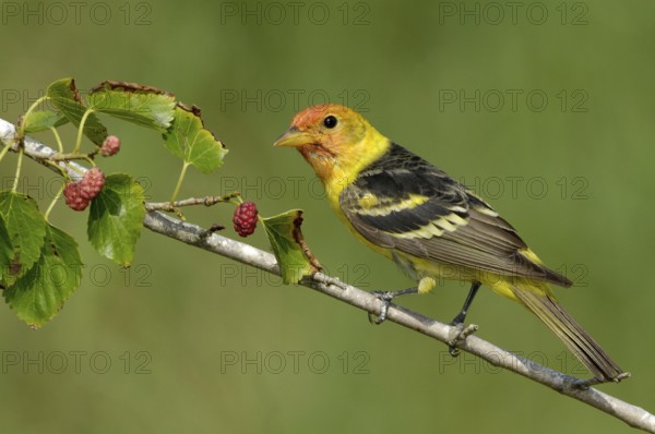 Western Tanager (Piranga ludoviciana) male, Texas, USA