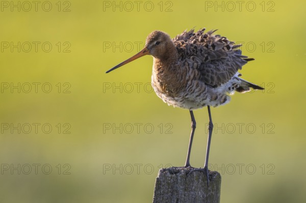Black-tailed Godwit (Limosa limosa) perched on a pole, Lower Saxony, Germany