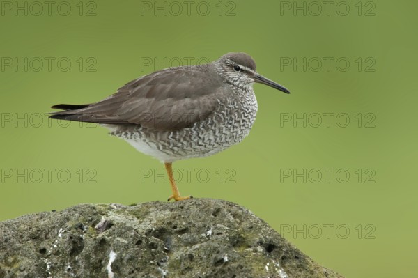Wandering Tattler (Tringa incana), Alaska, USA
