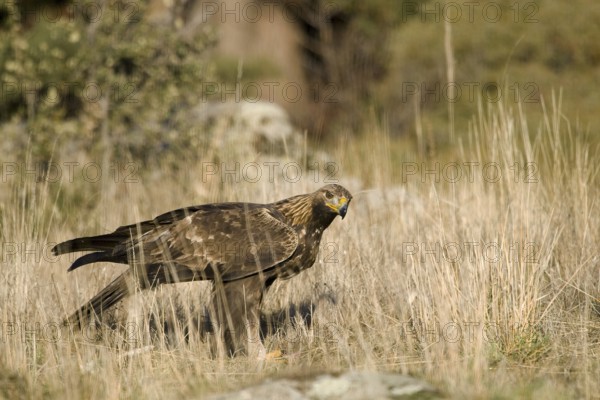 Golden Eagle (Aquila chrysaetos) male, Madrid, Spain
