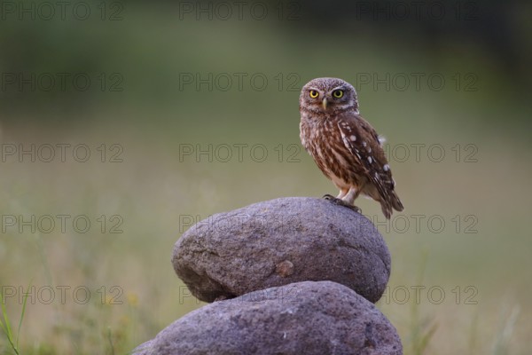 Steinkauz, lat. Athene noctua, im letzten Abendlicht auf einem Steinhaufen in einer Wiese