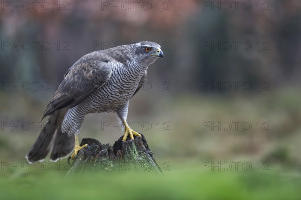 Northern Goshawk (Accipiter gentilis) female, Netherlands