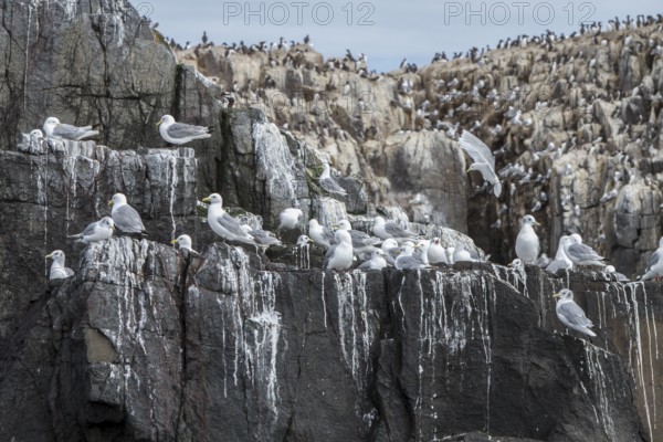 Black-Legged Kittiwake (Rissa tridactyla), on a cliff, Farne Islands, United Kingdom