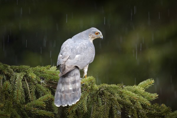 Bird of prey Eurasian sparrowhawk, Accipiter nisus, sitting on spruce tree during heavy rain in the forest. Bird in the green habitat. Sparrowhawk in the rainy wood in the nature, Germany, Europe wildlife