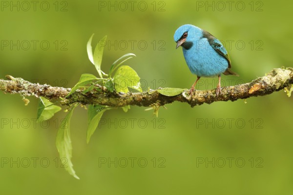 Blue Dacnis, Dacnis cayana, exotic tropic cute tanager with yellow leg, Costa Rica. Blue songbird in the nature habitat. Beautiful rare exotic tropic bird with yellow leg, Costa Rica