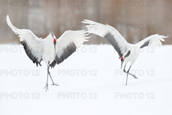 Dancing pair of Red-crowned crane with open wing in flight, with snow storm, Hokkaido, Japan. Bird in fly, winter scene with snow. Snow dance in nature. Wildlife scene from snowy nature. Snowy winter