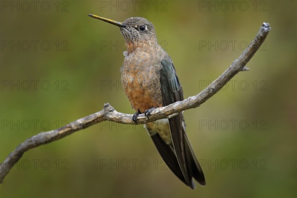 Giant hummingbird, Patagona gigas, bird sitting von the branch in the nature mountain habitat, Antisana NP, Ecuador. Birdwatching in South America. Largest hummingbird in the world, clear green backrounf. Rare animal, wildlife nature