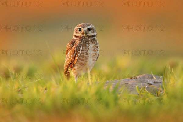 Burrowing Owl, Athene cunicularia, night bird with beautiful evening sun, animal in the nature habitat, Mato Grosso, Pantanal, Brazil. Wildlife scene from nature, wild Brazil Owl. Big eyes in grass