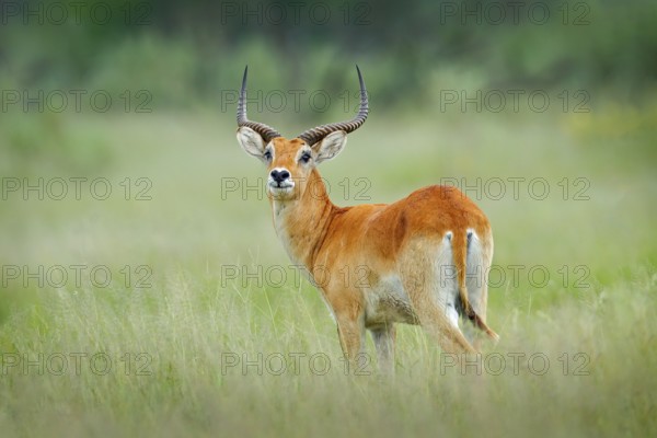 Kobus vardonii, Puku, animal walking in the water during hot day with blue sky. Forest mammal in the habitat, Okavango, Botswana. Wildlife scene with deer from African. nature. Rare antelope