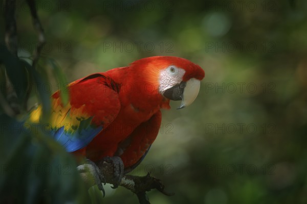 Red parrot Scarlet Macaw, Ara macao, bird sitting on the branch with food, Amazon, Brazil. Wildlife scene from tropical forest. Beautiful parrot on tree in nature habitat