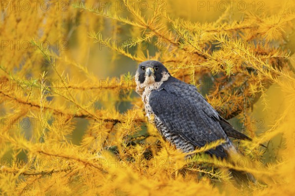 Peregrine Falcon in yellow autumn larch tree . Bird of prey Peregrine Falcon sitting in orange autumn forest. Cute bird in fall wood., detail portrait. Wildlife from Sweden nature