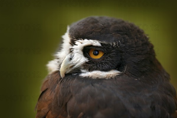 Spectacled Owl, Pulsatrix perspicillata, big owl in the nature habitat, detail close-up portrait, forest in the background, Costa Rica. Bird, green jungle. Owl hidden in tropic forest. Yellow eye